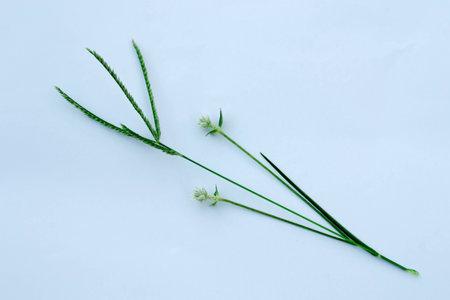 Grass on white backgroundの写真素材