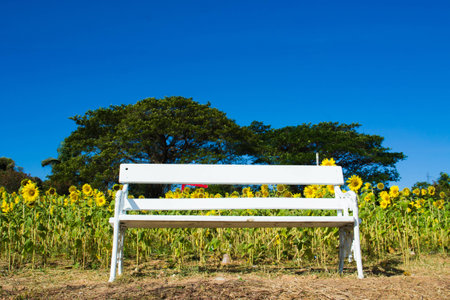 stool in sunflower gardenの写真素材