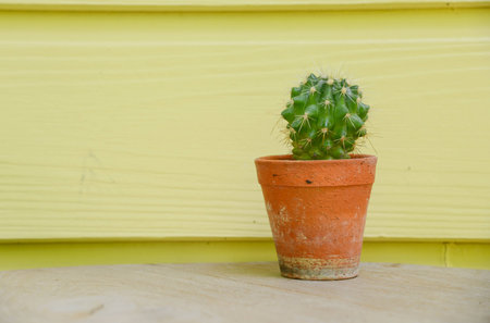 cactus background and decoratedの写真素材
