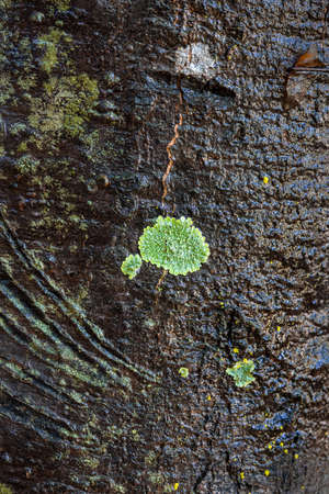 Green moss growing on the bark of a tree. Natural background.