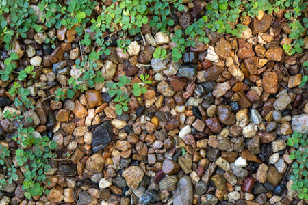 Background of small pebbles and green plants on the ground.の写真素材