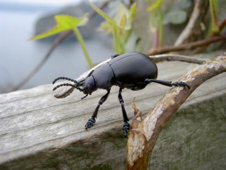 bloody nosed beetleの写真素材