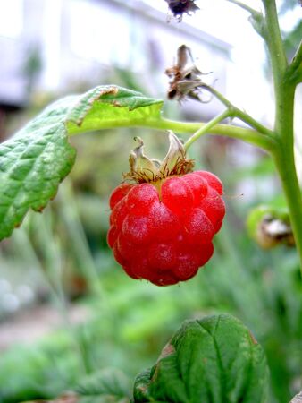 tasty ripe raspberry hanging from the tree