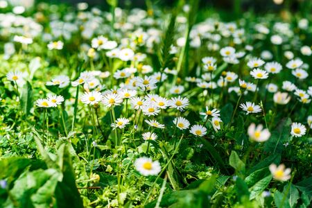 Daisies in the sun field with daisies and green grassの写真素材