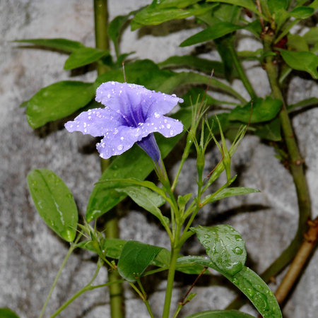 flowerの写真素材