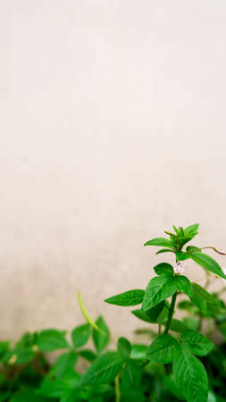 Portrait background tropical green leaves on vintage wall with leaf layout section and copy space.の写真素材