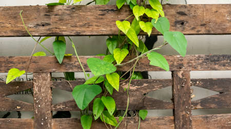 Green leaves vine across the brown wood and give it a vintage feel.の写真素材