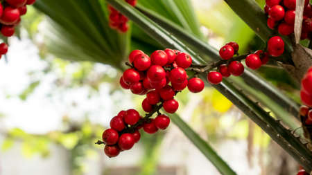 The red fruit of the fan palm tree, it is also known as licuala grandis.