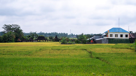Yogyakarta, Indonesia - September 5, 2022: View of a house on the edge of a green rice field planted with rice trees that are starting to turn yellowのeditorial素材