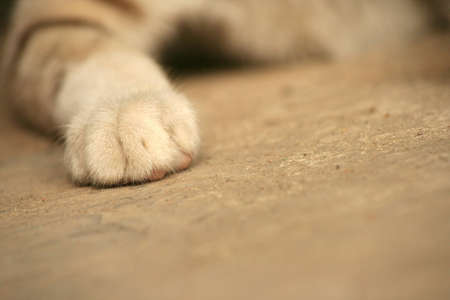 Thai Cat ,Momの写真素材