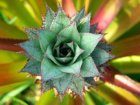Colourful of young pineappleの写真素材