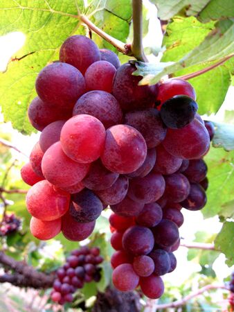 Purple Grapesの写真素材