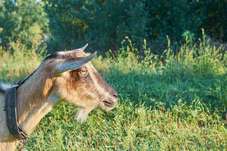 Cute pet goat on a background of green grassの写真素材