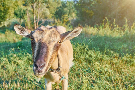Cute pet goat on a background of green grassの写真素材