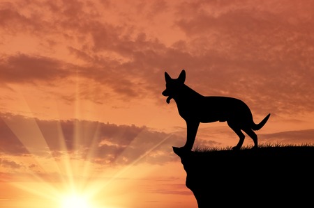 Silhouette of a dog on top gazing into the distance against the sunsetの写真素材