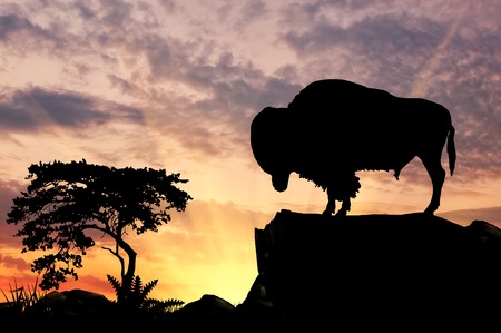 Silhouette of the buffalo on the hill at sunset savannaの写真素材