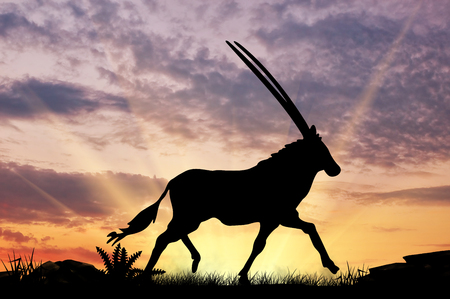 Animal antelope silhouette against the sunsetの写真素材