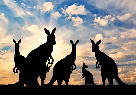 Silhouette family of kangaroos on a background of beautiful skyの写真素材