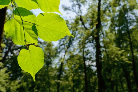 Green leaves on a branch. Spring season