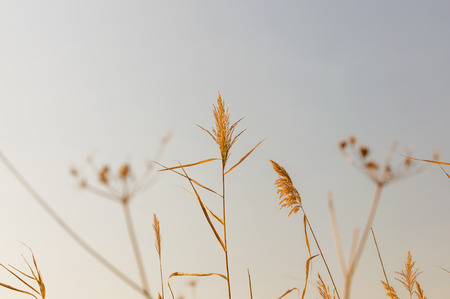 Autumn season. Dry river reeds against the skyの写真素材