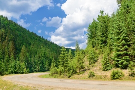Road in the coniferous forest on the background hills. Summer landscapeの写真素材