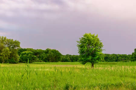 Lonely tree in a field at sunset. Summer seasonの写真素材