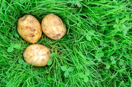 Young fresh potatoes lying on the grass. The concept of eco productsの写真素材