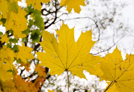 Autumn season. Maple yellow leaves on a branchの写真素材