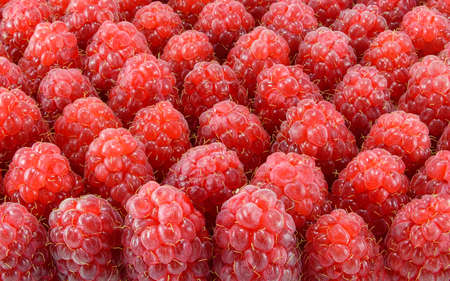 Heap of ripe raspberries. Background texture close-upの写真素材