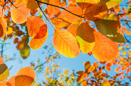 Autumn season. Orange autumn leaves on a branch