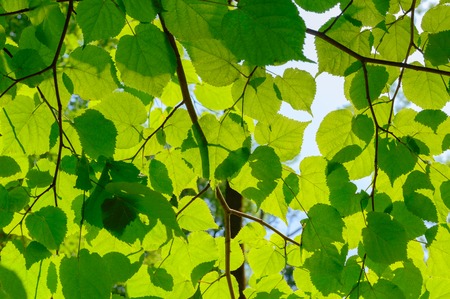 Green leaves on a branch. Background textureの写真素材
