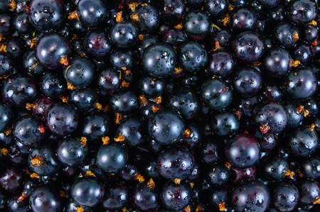 Ripe juicy currant. Texture backgroundの写真素材
