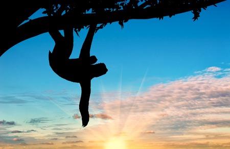 Sloth animal with a toddler in a tree on the sunset backgroundの写真素材