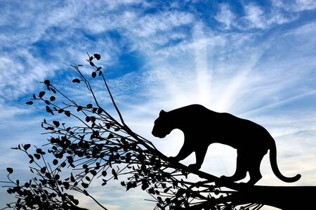 Jaguar animal on the tree against the skyの写真素材