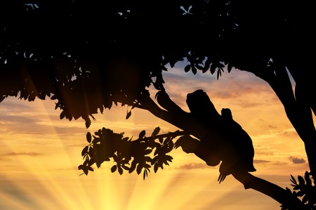 Sloth animal with a toddler in a tree on the sunset backgroundの写真素材
