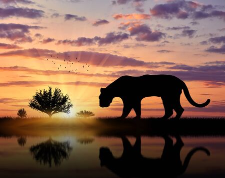 Jaguar wild animal hunts at sunset near the riverの写真素材