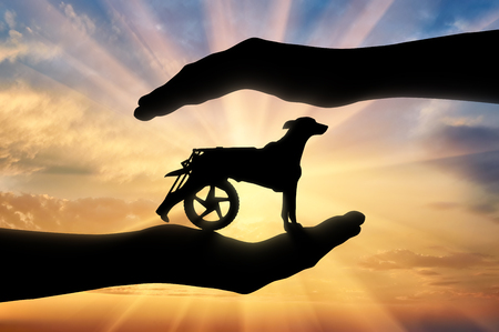 Silhouette of a dog in a wheelchair in the hands of a man. The concept of helping and caring animals with disabilitiesの写真素材
