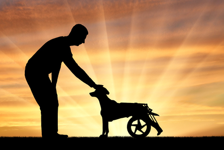 Man outdoors strokes his paralyzed dog in a wheelchair. The concept of helping petsの写真素材