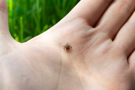 Dangerous biting Tick on a human hand is a carrier of infections and viruses. Parasitic mite.の写真素材