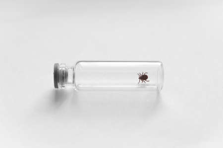 Dangerous infected biting Tick in vitro - Tick carrier of infections and viruses. Ixodus ricinus....