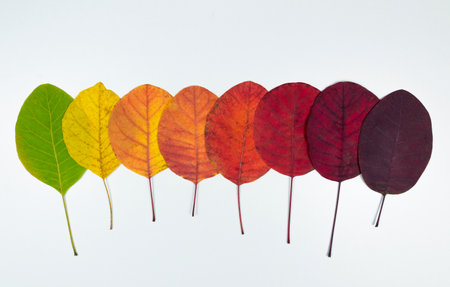 autumn leaves color change. Multicolored bright leaves isolated on white background. Autumn leaves concept, banner and wallpaper and design elementの写真素材