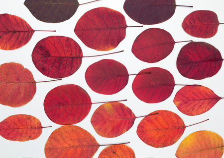 autumn leaves. Red bright leaves isolated on white background. Autumn leaves concept, banner and wallpaper and design elementの写真素材