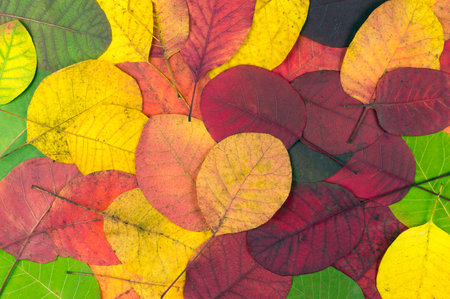 autumn leaves texture. Multicolored bright leaves. Autumn leaves concept, banner and wallpaperの写真素材