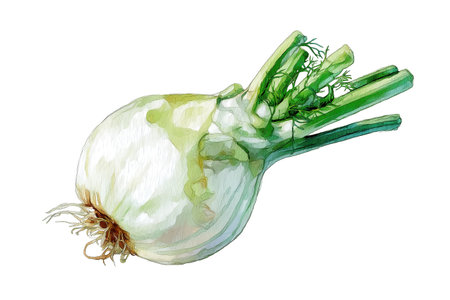 A complete fennel bulb showing its layered base, stems, fronds, and roots. An elegant hand drawn watercolor isolated food illustration for culinary art projects.の素材