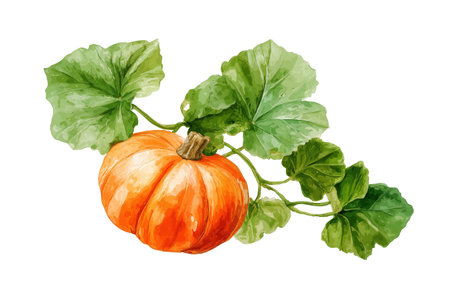 A small orange pumpkin with a stem, attached to a vine with green leaves. This hand drawn watercolor isolated food illustration is perfect for autumn and harvest.の素材