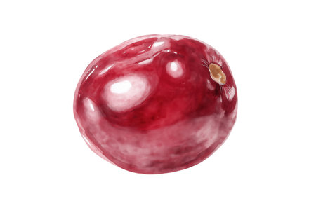 A macro illustration of a single, shiny, and plump red cranberry. A tart hand drawn watercolor isolated food illustration, ideal for holiday and health designs.の素材