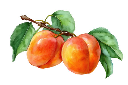 Two beautiful, ripe apricots with a soft orange and red blush on a leafy branch. A sweet hand drawn watercolor isolated food illustration for summer harvest.の素材