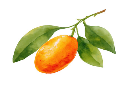 A single, oval-shaped orange kumquat fruit hanging from a branch with green leaves. A zesty hand drawn watercolor isolated food illustration, perfect for preserves.の素材