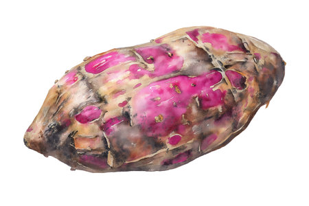 A whole baked sweet potato with a rustic, earthy skin and hints of purple flesh, in a hand drawn watercolor. Isolated food illustration for comfort food concepts.の素材