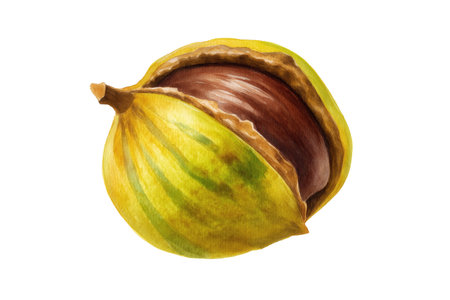 A cozy hand drawn watercolor of an open sweet chestnut. This isolated food illustration is perfect for autumn festival designs and seasonal winter recipes.の素材